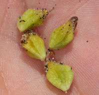 Image of coastal sand verbena