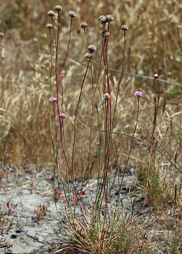 Imagem de Armeria maritima subsp. californica (Boiss.) A. E. Porsild