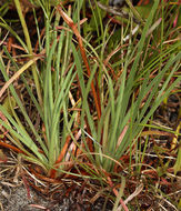 Imagem de Armeria maritima subsp. californica (Boiss.) A. E. Porsild