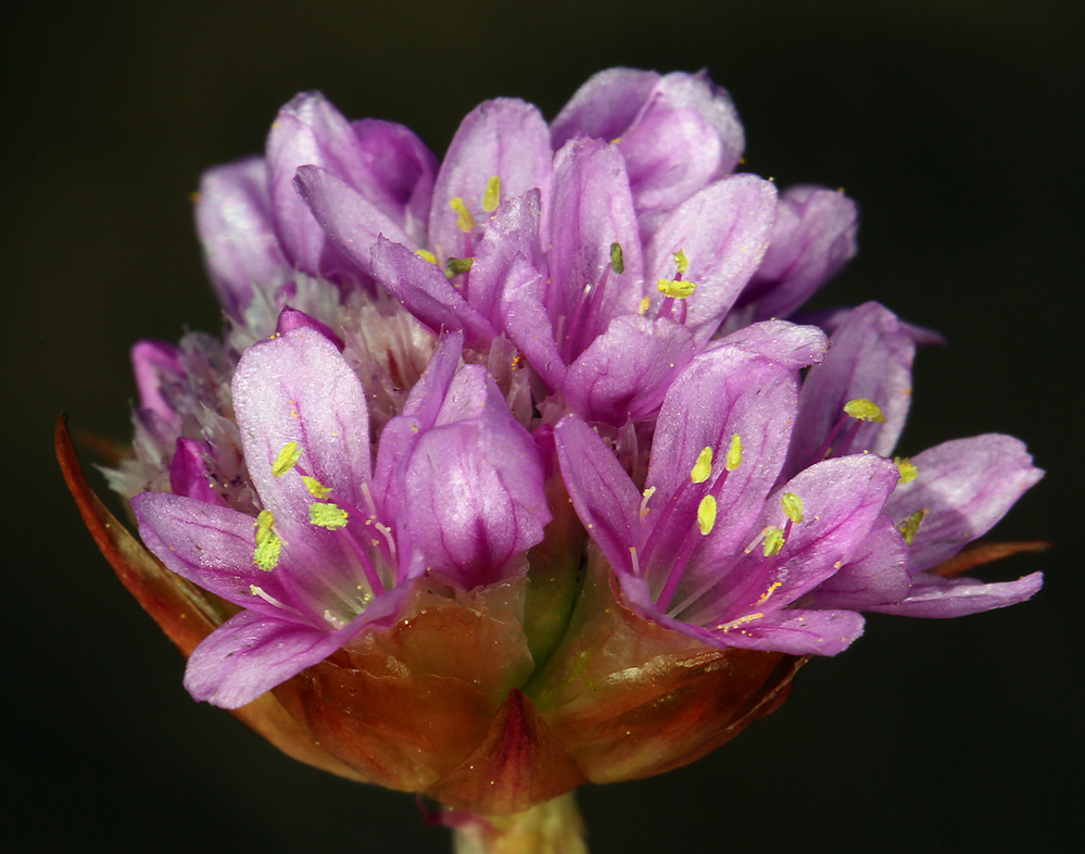 Imagem de Armeria maritima subsp. californica (Boiss.) A. E. Porsild