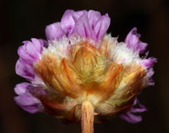 Imagem de Armeria maritima subsp. californica (Boiss.) A. E. Porsild