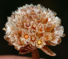 Imagem de Armeria maritima subsp. californica (Boiss.) A. E. Porsild