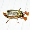 Image of Lined June Beetles