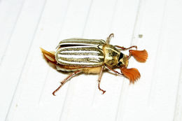 Image of Ten-lined June Beetle