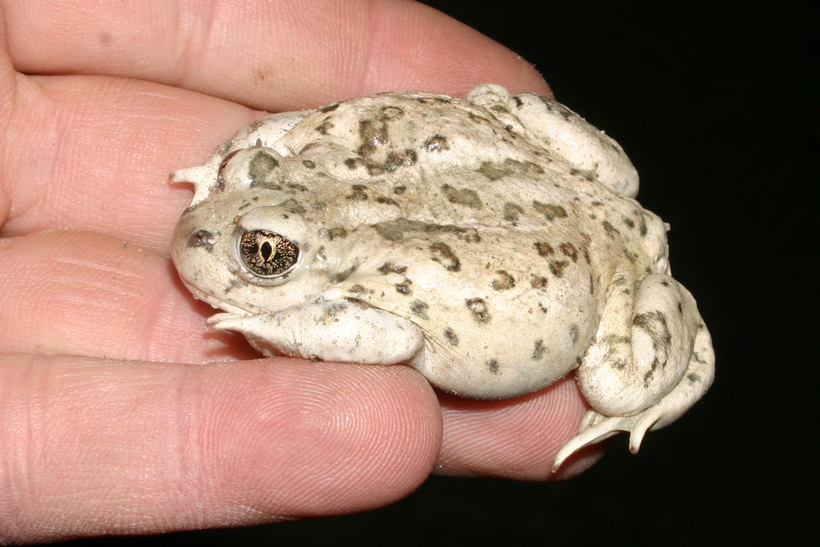 Image of Great Basin Spadefoot