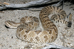 Image of Northern Pacific Rattlesnake