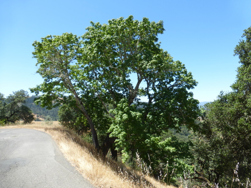 Image of bigleaf maple