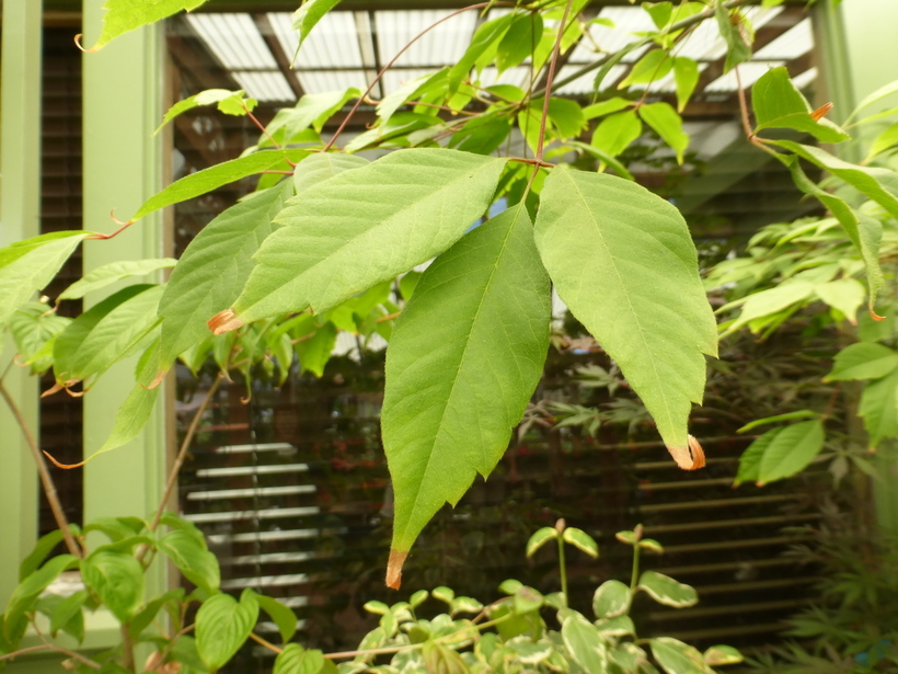 Image de Érable à feuille de vigne