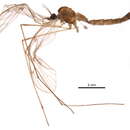 Trichocerinae resmi