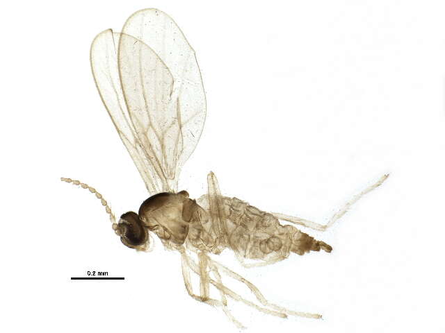 Image of Bryomyia