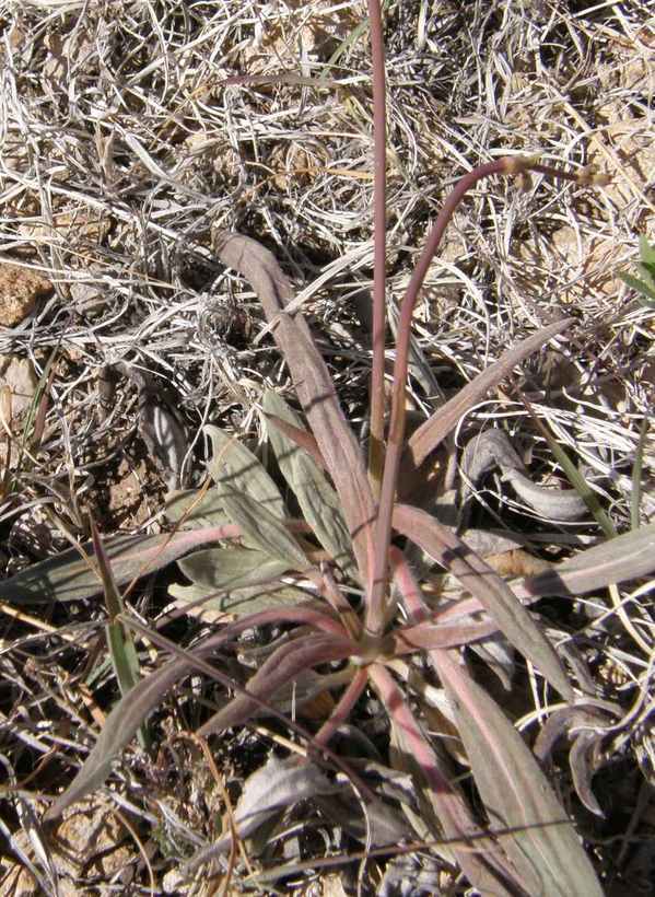 Image of Havard's buckwheat