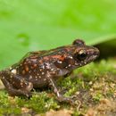 Image of Eleutherodactylus rubrimaculatus (Taylor & Smith 1945)