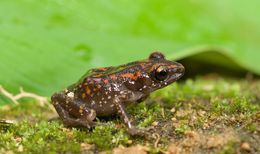 Image of Eleutherodactylus rubrimaculatus (Taylor & Smith 1945)