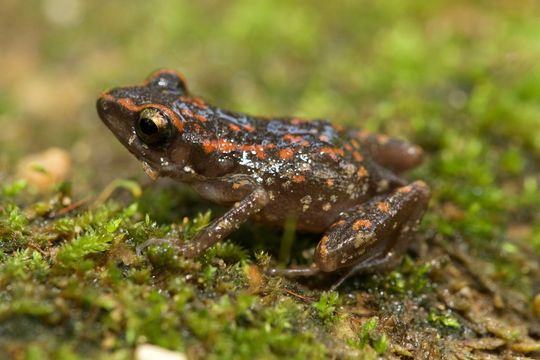 Image of Eleutherodactylus rubrimaculatus (Taylor & Smith 1945)