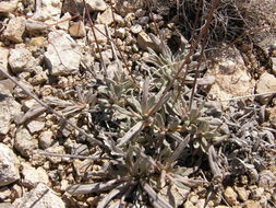 Image of Havard's buckwheat