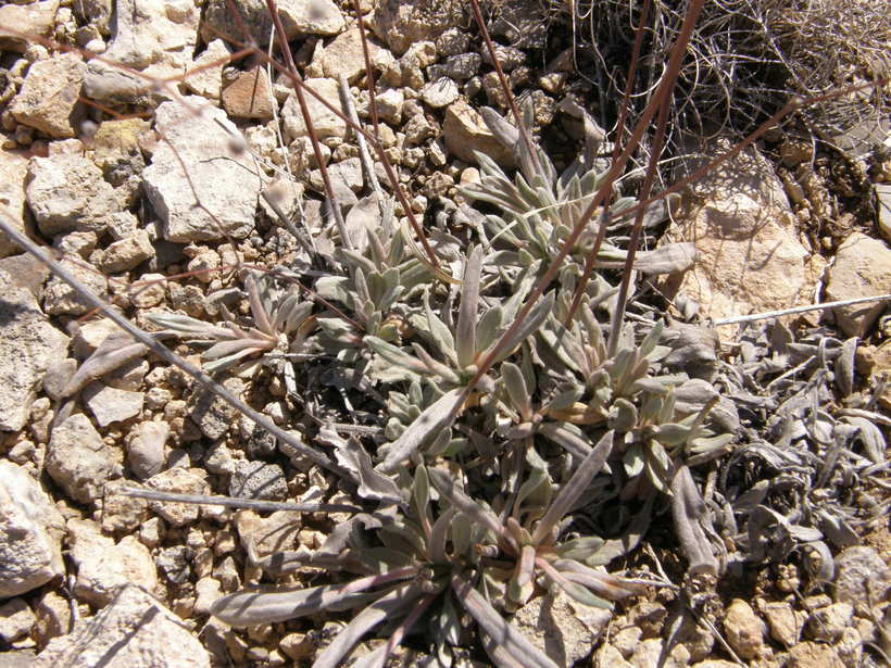 Image of Havard's buckwheat