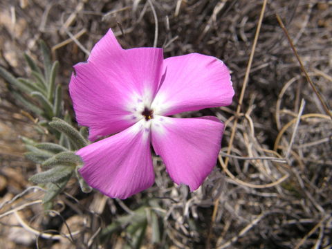 Image of threadleaf phlox