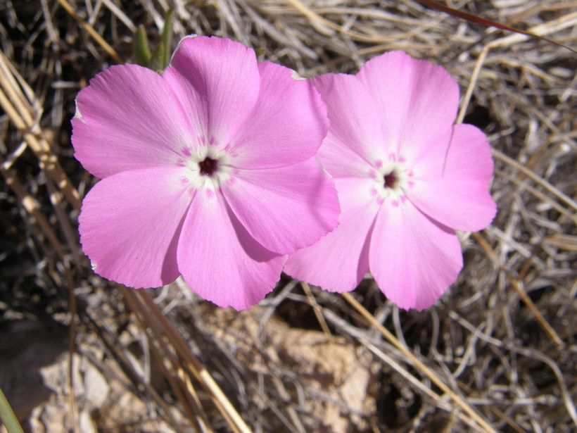 Imagem de Phlox mesoleuca Greene