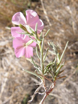 Image of threadleaf phlox