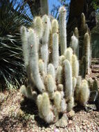 Imagem de Cleistocactus hyalacanthus (K. Schum.) Rol.-Goss.