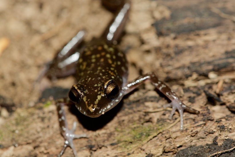 صورة Eleutherodactylus rubrimaculatus (Taylor & Smith 1945)