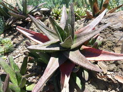 Image of Gasteria acinacifolia (J. Jacq.) Haw.