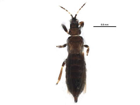 Image of Ctenothrips