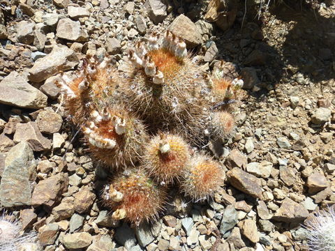 صورة <i>Parodia erubescens</i>