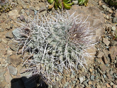 Image of Thelocactus rinconensis subsp. nidulans (Quehl) Glass