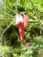 Слика од Clianthus puniceus (G. Don) Lindl.