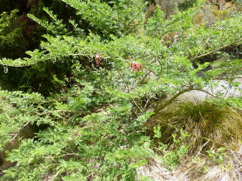 Слика од Clianthus puniceus (G. Don) Lindl.