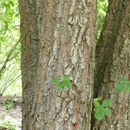Image of <i>Quercus aliena</i> var. <i>acuteserrata</i>