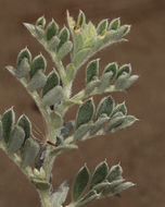 Слика од Lathyrus littoralis (Torr. & A. Gray) Walp.
