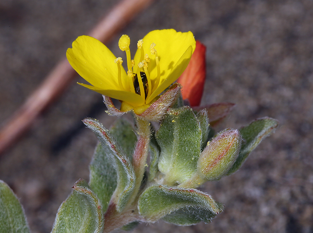 Image de <i>Camissoniopsis <i>cheiranthifolia</i></i> ssp. cheiranthifolia