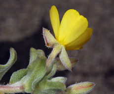 Image de <i>Camissoniopsis <i>cheiranthifolia</i></i> ssp. cheiranthifolia