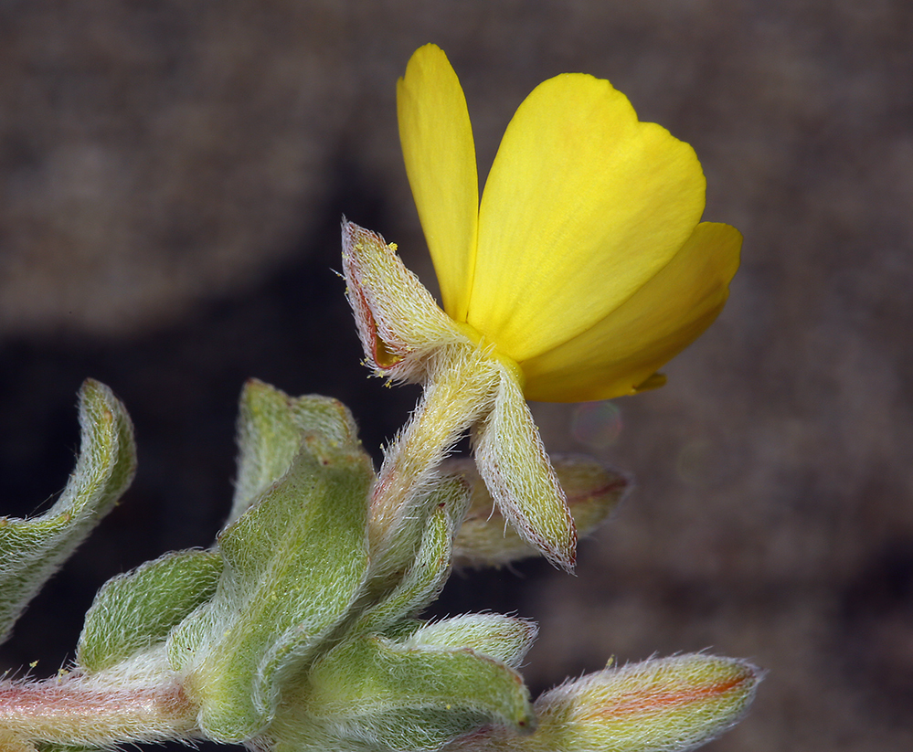 Image de <i>Camissoniopsis <i>cheiranthifolia</i></i> ssp. cheiranthifolia