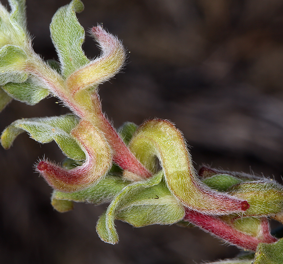 Image de <i>Camissoniopsis <i>cheiranthifolia</i></i> ssp. cheiranthifolia