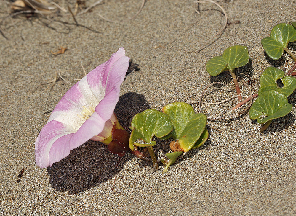 Plancia ëd Calystegia soldanella (L.) R. Br.