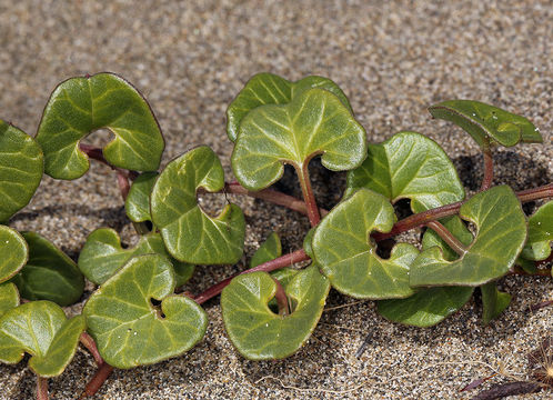 Plancia ëd Calystegia soldanella (L.) R. Br.