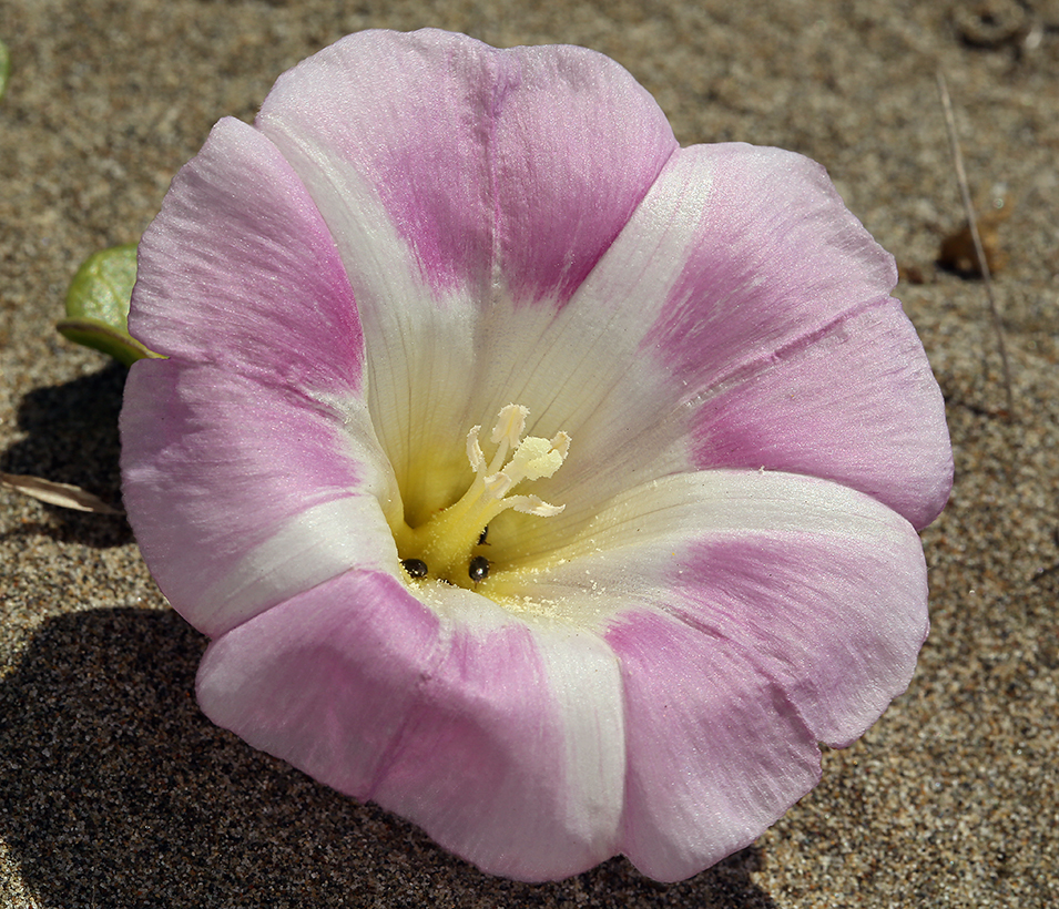 Plancia ëd Calystegia soldanella (L.) R. Br.