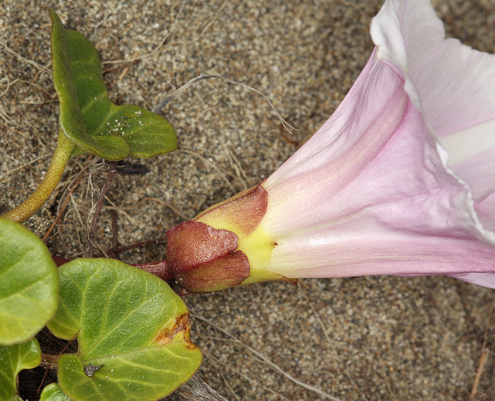 Plancia ëd Calystegia soldanella (L.) R. Br.