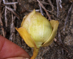 Plancia ëd Calystegia soldanella (L.) R. Br.