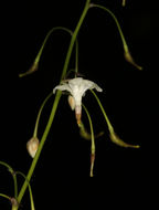 Image of White inside-out-flower