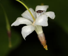 Image of White inside-out-flower