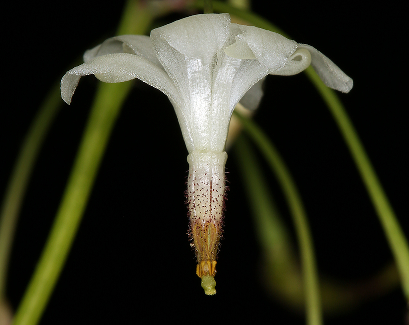 Image of White inside-out-flower