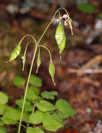 Image of White inside-out-flower