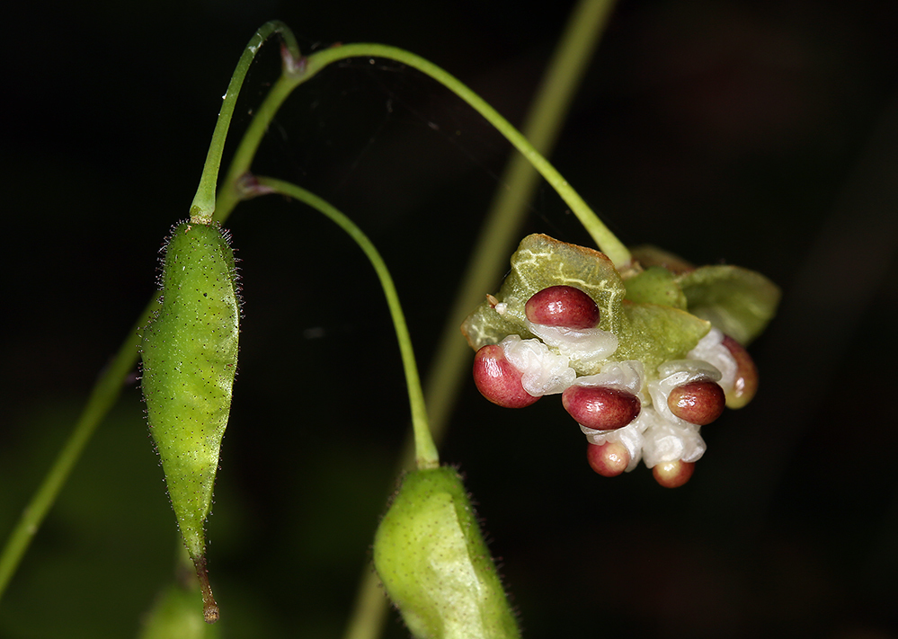 Image of White inside-out-flower