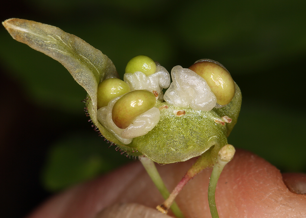 Image of White inside-out-flower