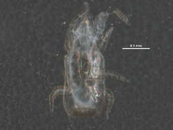 Image of Dendrolaelaps