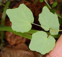 Image of White inside-out-flower